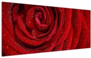 Obraz - detail ruže (120x50 cm)