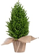 Vianočný stromček HECTOR zelený 714405