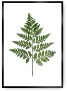 Plagát Fern Green