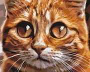Gario Maľovanie podľa čísel Mačacie oči 2 Rozmery: 50 x 40 cm, Rámovanie: Iba zrolované plátno