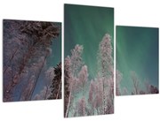 Obraz polárna žiara nad zamrznutými stromami (90x60 cm)