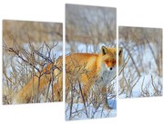 Obraz - Lišiak (90x60 cm)