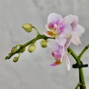 Orchidea phalaenopsis multiflora bielo ružová
