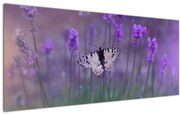 Obraz - Motýľ v levanduli (120x50 cm)