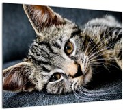 Obraz - Mačiatko (70x50 cm)