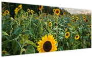 Obraz - Slnečnicové pole II. (120x50 cm)