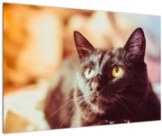 Obraz čiernej mačky (90x60 cm)