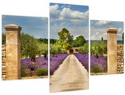 Obraz - Levanduľové cesty (90x60 cm)