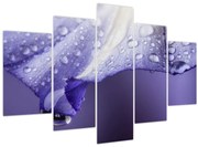 Obraz - Okvetný lístok s kvapkami (150x105 cm)