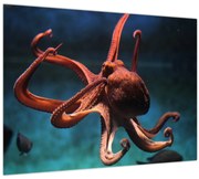 Obraz - Chobotnica (70x50 cm)