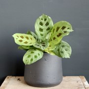 Maranta Leuconeura Kerchoveana