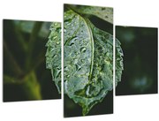 Obraz - kvapky na liste (90x60 cm)