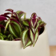 Tradescantia purple passion baby