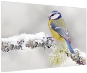 Obraz - Sýkorka modrinka v lese (90x60 cm)