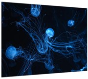 Obraz - Medúzy (70x50 cm)