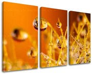 Obraz na stenu RASTLINY | rôzne rozmery