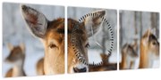Obraz - Jeleňča (s hodinami) (90x30 cm)