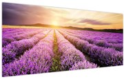 Obraz - Východ slnka v levanduľovom poli (120x50 cm)