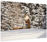 Obraz - Kôň v zimnej krajine (70x50 cm)