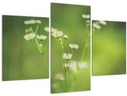 Obraz Sedmokrásky (90x60 cm)