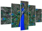 Obraz - Páv (150x105 cm)