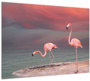 Sklenený obraz plameniakov (70x50 cm)