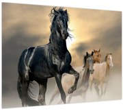 Obraz - Kone (70x50 cm)