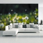 Fototapeta - Púpavy (147x102 cm)