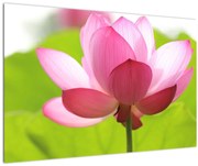Obraz kvetu Lotusu (90x60 cm)