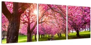 Obraz rozkvitnutých čerešní, Hurd Park, Dover, New Jersey (s hodinami) (90x30 cm)