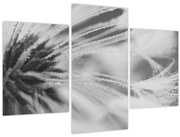 Obraz - Púpava (90x60 cm)