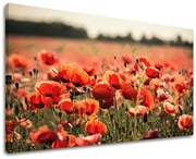 Obraz na stenu KVETY | rôzne rozmery