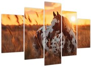 Obraz - Kôň pri západe slnka (150x105 cm)