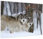 Obraz - Vlci v zime (70x50 cm)