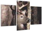 Obraz - Jeleň v lese (90x60 cm)