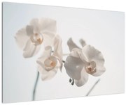 Obraz bielej orchidey (90x60 cm)