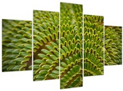Obraz - Papraď (150x105 cm)