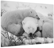 Obraz - Ľadové medvede (70x50 cm)