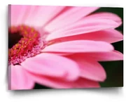 Sablio Obraz Ružová gerbera - 60x40 cm