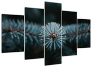 Obraz vetvičky ihličnatého stromu (150x105 cm)