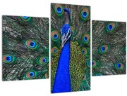 Obraz - Páv (90x60 cm)