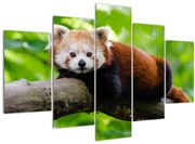 Obraz pandy červenej (150x105 cm)