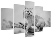 Obraz - Líška šedá (150x105 cm)