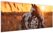 Obraz - Kôň pri západe slnka (120x50 cm)