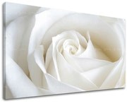 Obraz na stenu KVETY RUŽE | rôzne rozmery