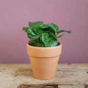 Coffea arabica Kávovník Arabský baby