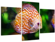 Obraz ryby (90x60 cm)