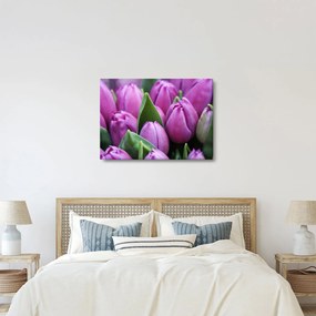 Obraz - kvety tulipánov (70x50 cm)