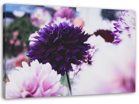 Obraz na plátně Květiny jiřinek Příroda - 100x70 cm