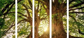 5-dielny obraz majestátne stromy - 200x100